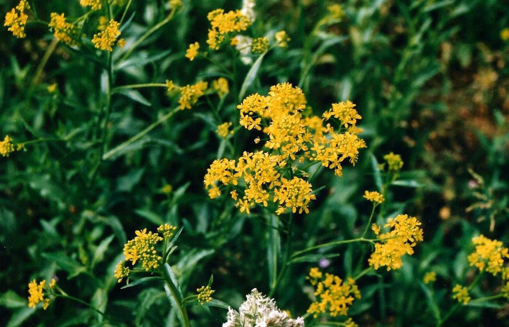 Fiore giallo a quattro petali - Isatis tinctoria